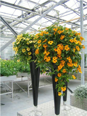 Köynnöskasvi 13cm ruukku