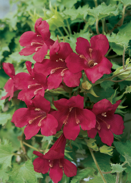 Köynnöskasvi 13cm ruukku