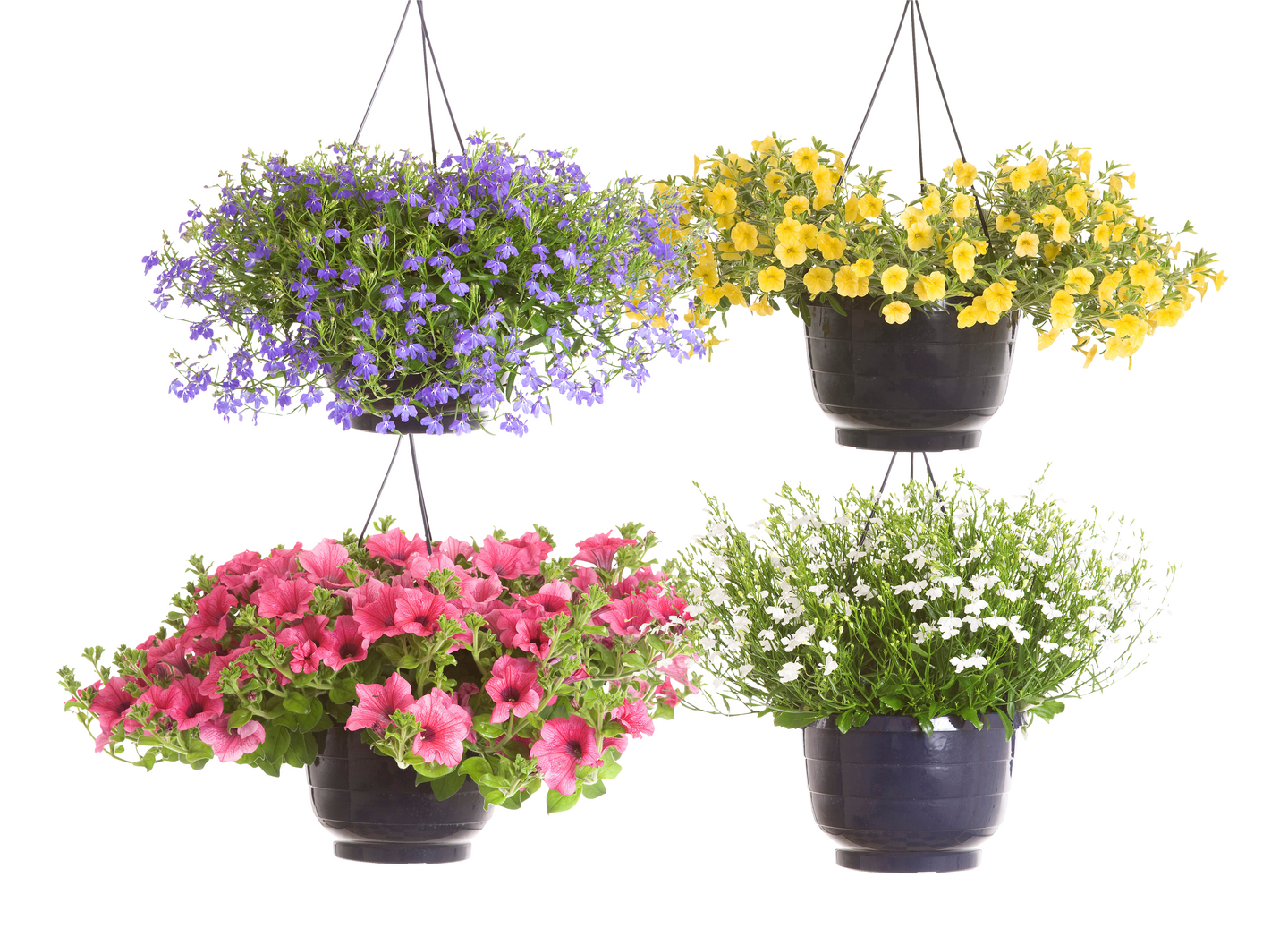 Kesäkukka-amppeli 23cm