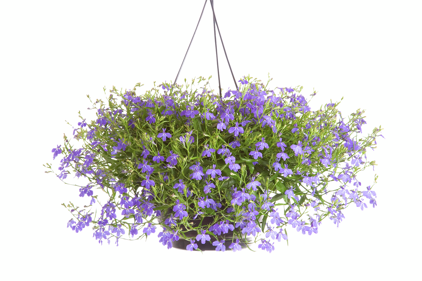 Kesäkukka-amppeli 23cm