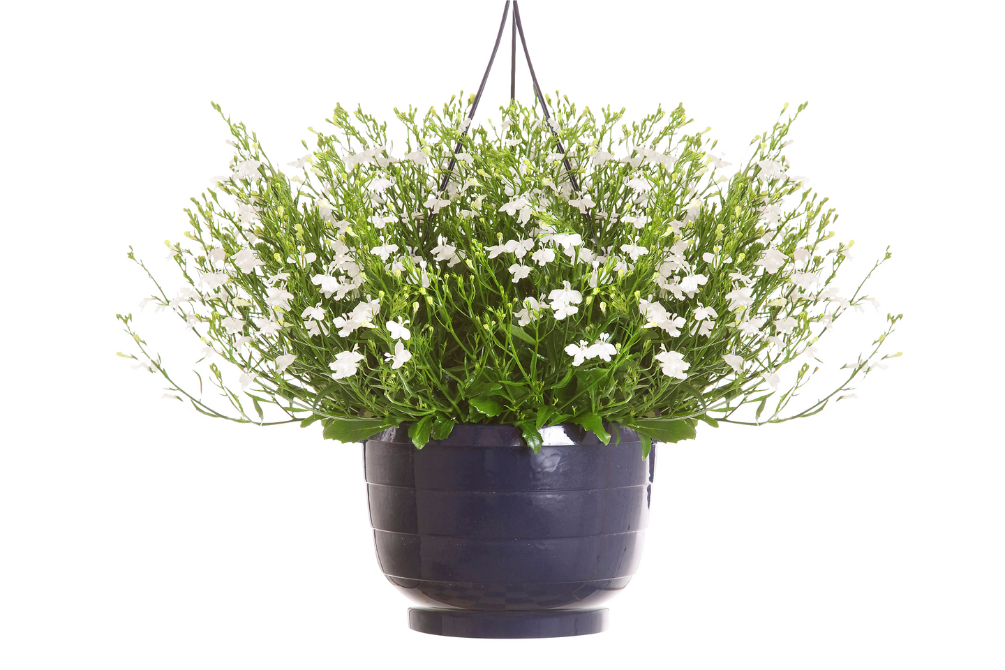 Kesäkukka-amppeli 23cm