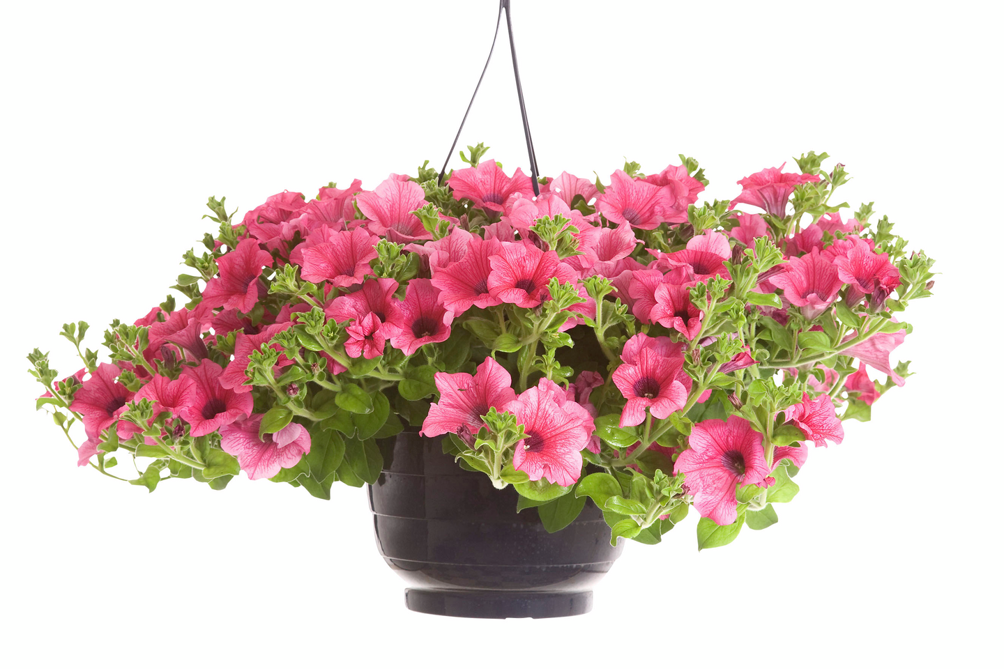 Kesäkukka-amppeli 23cm