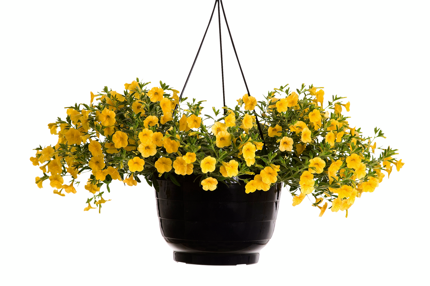 Kesäkukka-amppeli 23cm