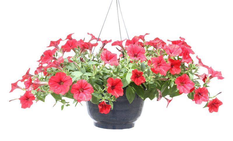 Kesäkukka-amppeli 23cm