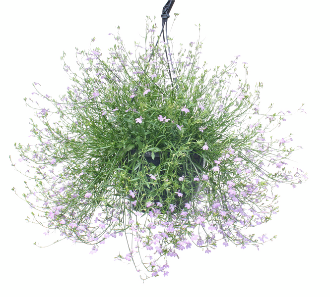 Kesäkukka-amppeli 23cm