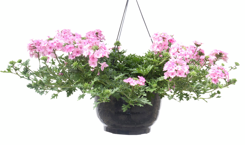 Kesäkukka-amppeli 23cm