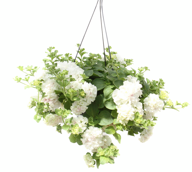 Kesäkukka-amppeli 23cm