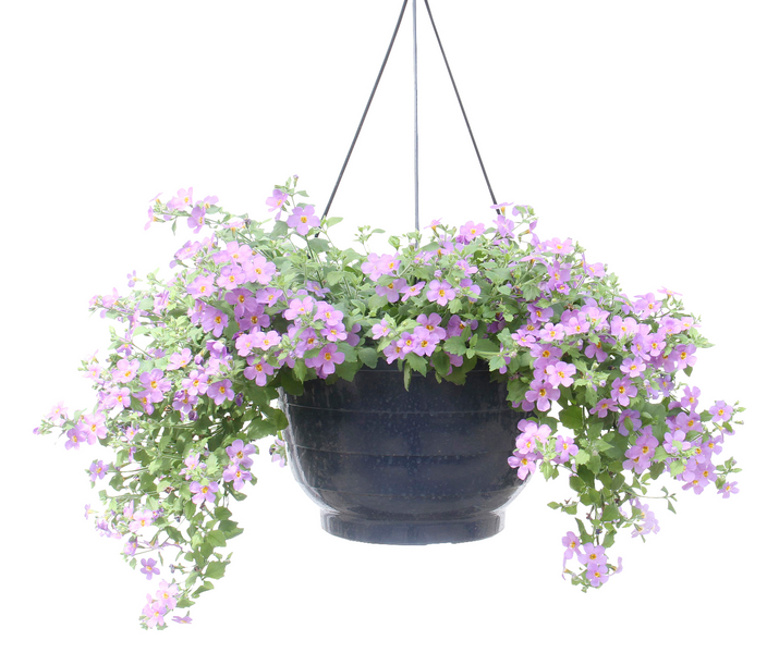 Kesäkukka-amppeli 23cm