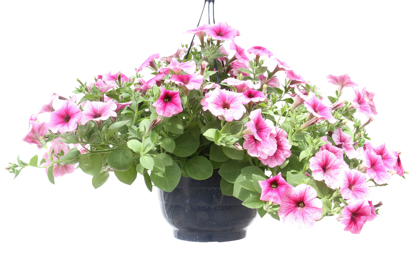 Kesäkukka-amppeli 23cm