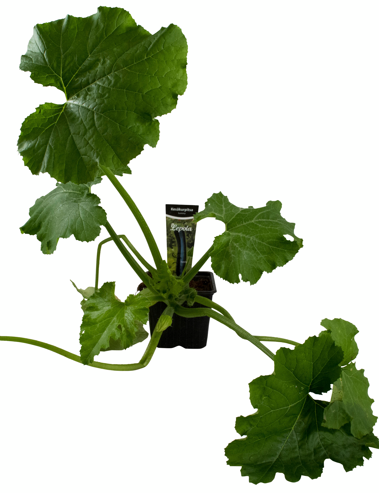 Kesäkurpitsa tumma taimi 9cm ruukku