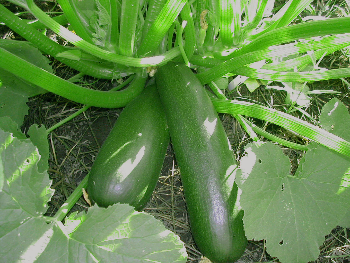 Kesäkurpitsa tumma taimi 9cm ruukku