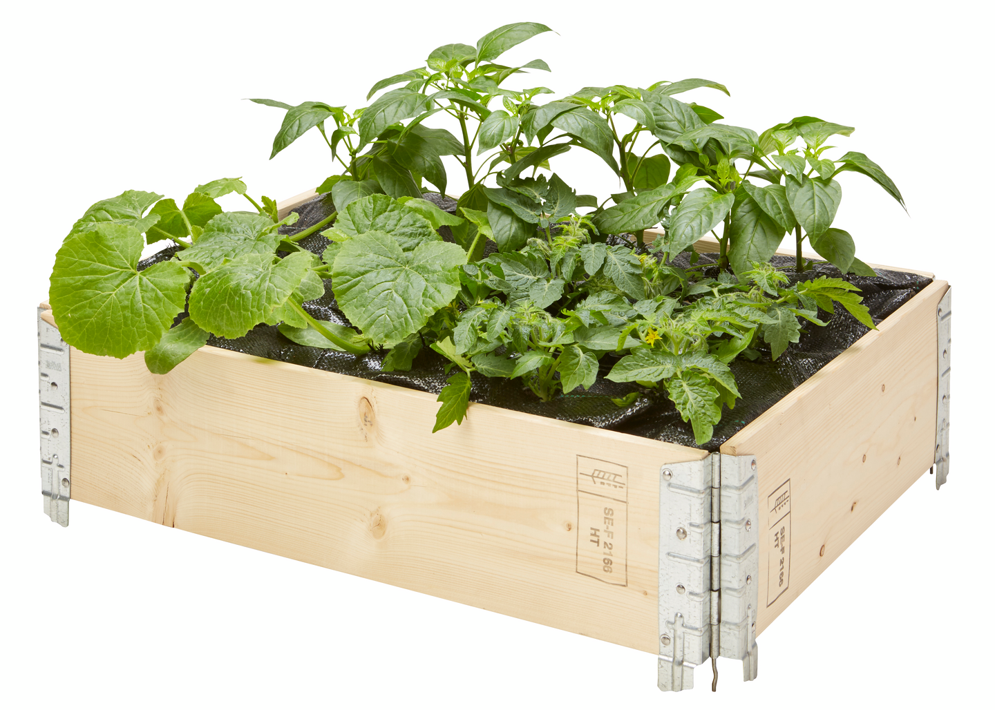 Kesäkurpitsa tumma taimi 9cm ruukku