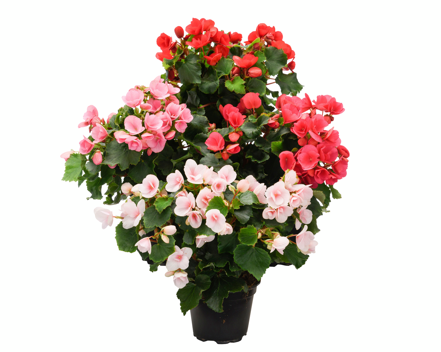 Begonia betulia 12cm ruukku