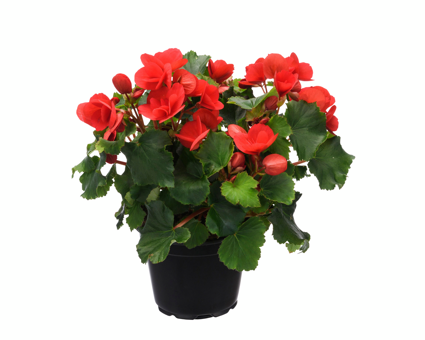 Begonia betulia 12cm ruukku