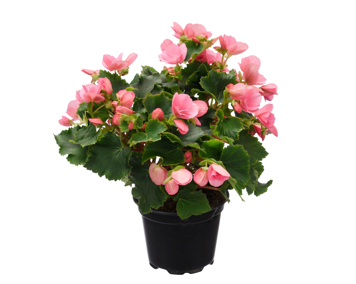 Begonia betulia 12cm ruukku