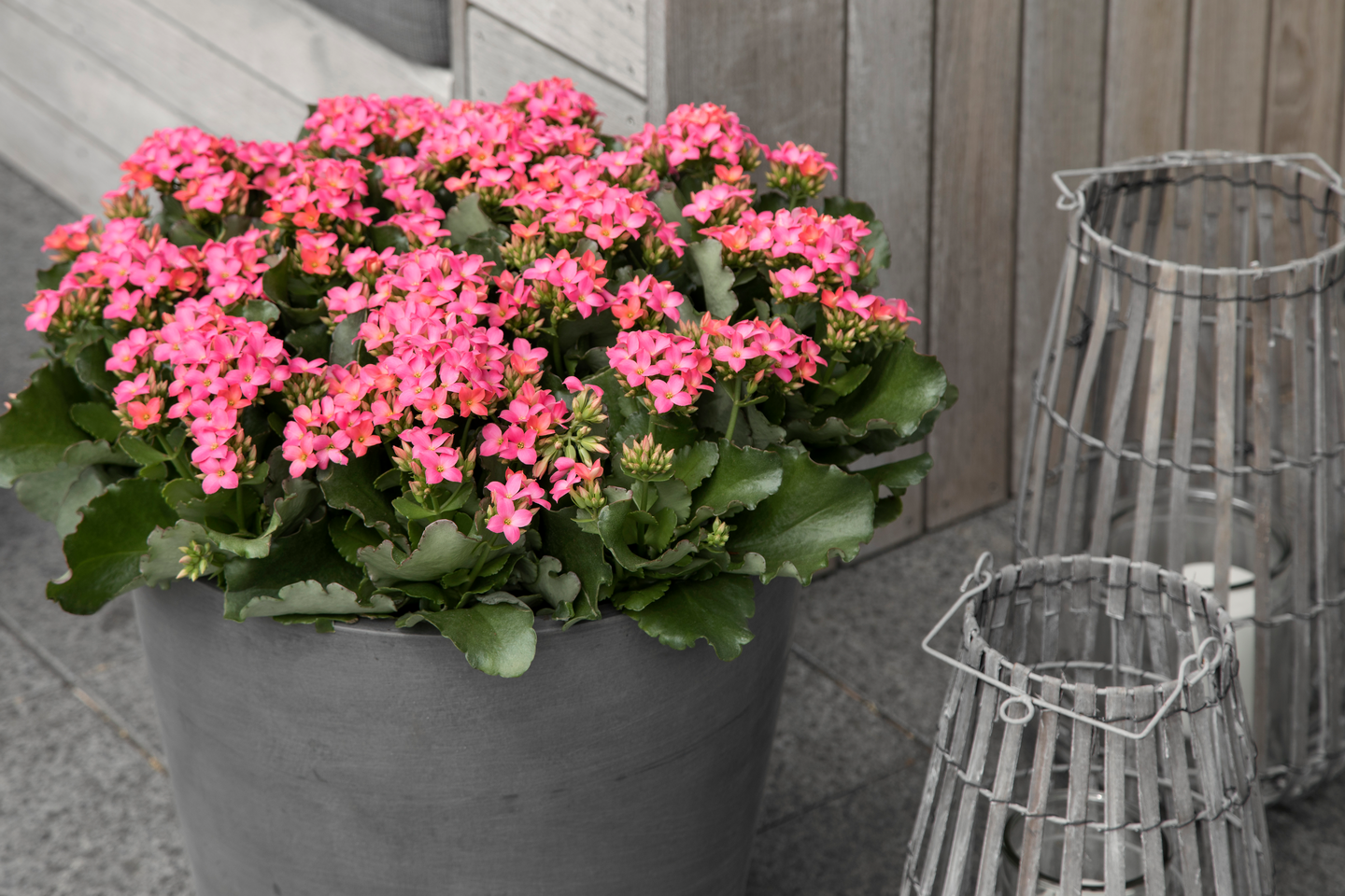 Tulilatva kalanchoe 21cm ruukku