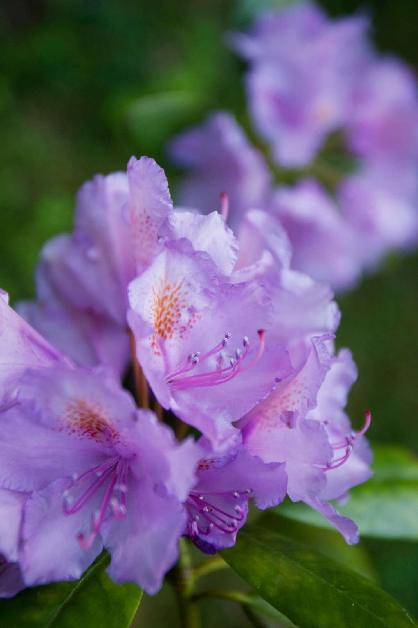 Havu- ja rodolannoite rakeinen Kekkilä 3kg