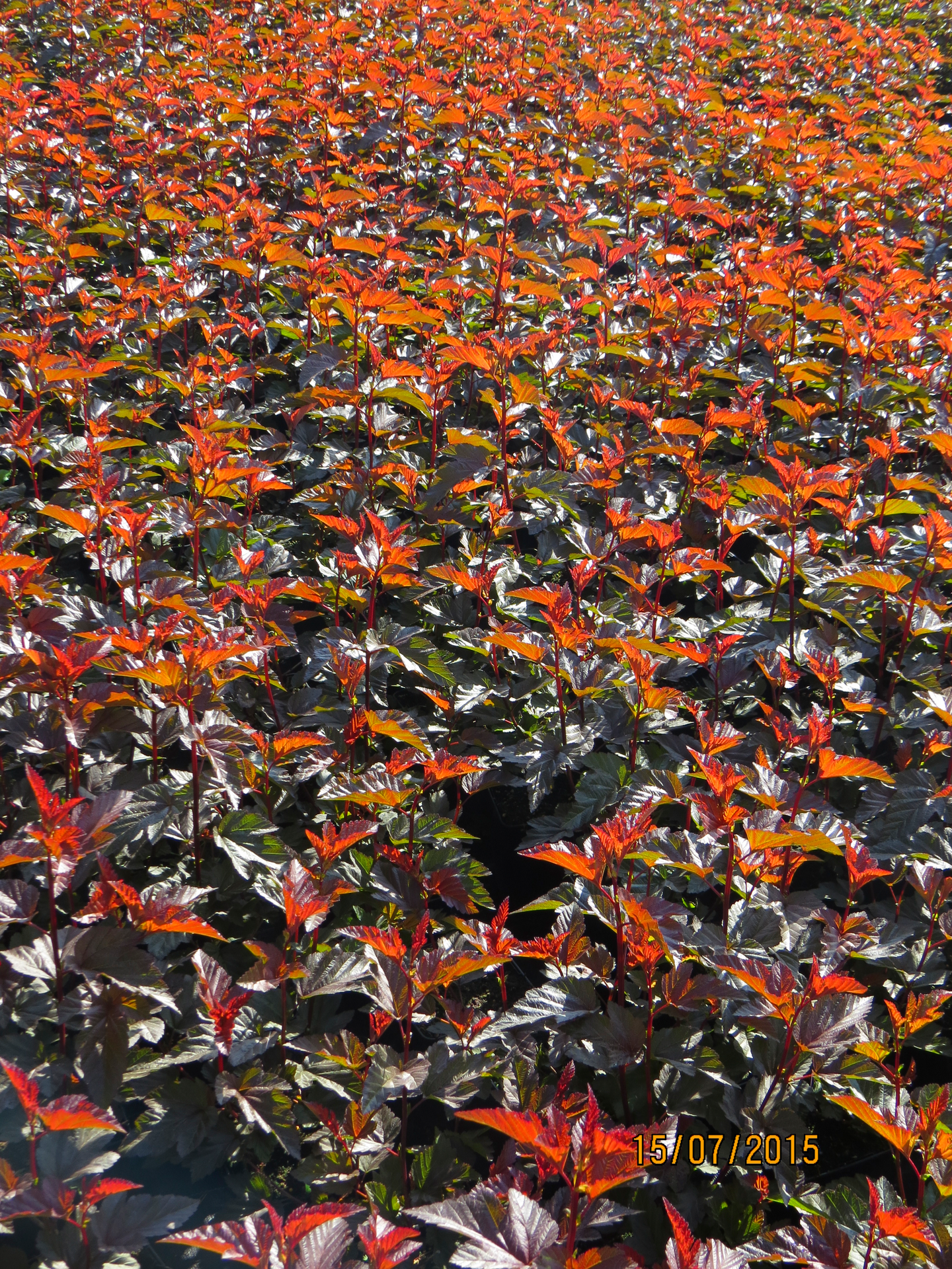 Purppuraheisiangervo Physocarpus opulifolius Lady in red 3l astia