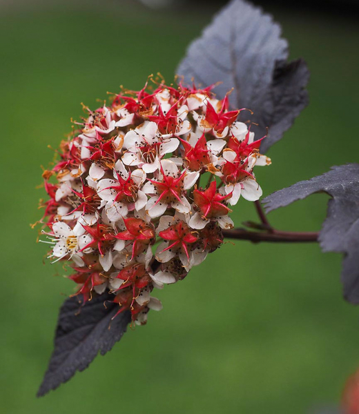 Purppuraheisiangervo Physocarpus opulifolius Lady in red 3l astia