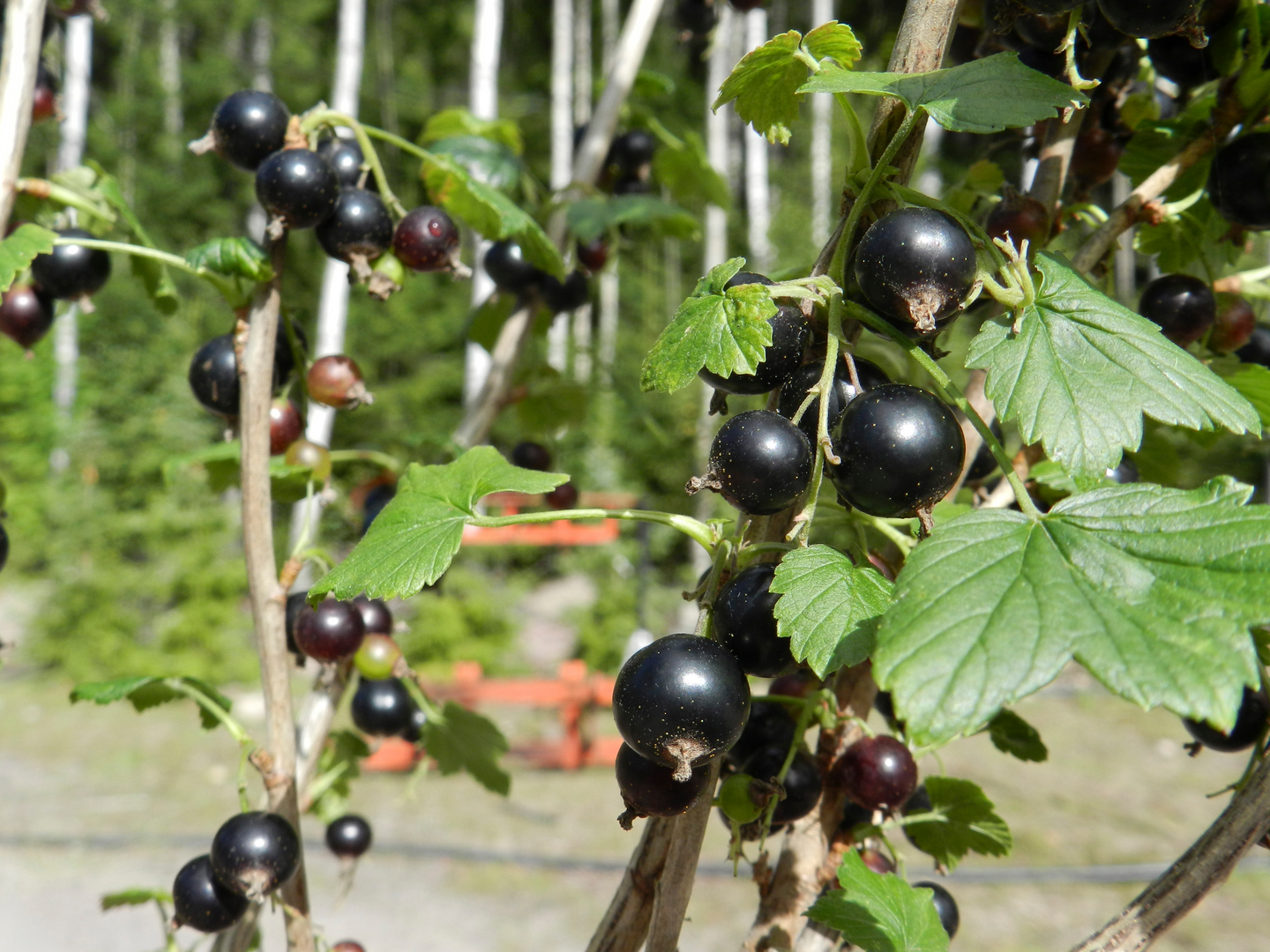 Mustaherukka Ribes nigrum Mikael 3l astia