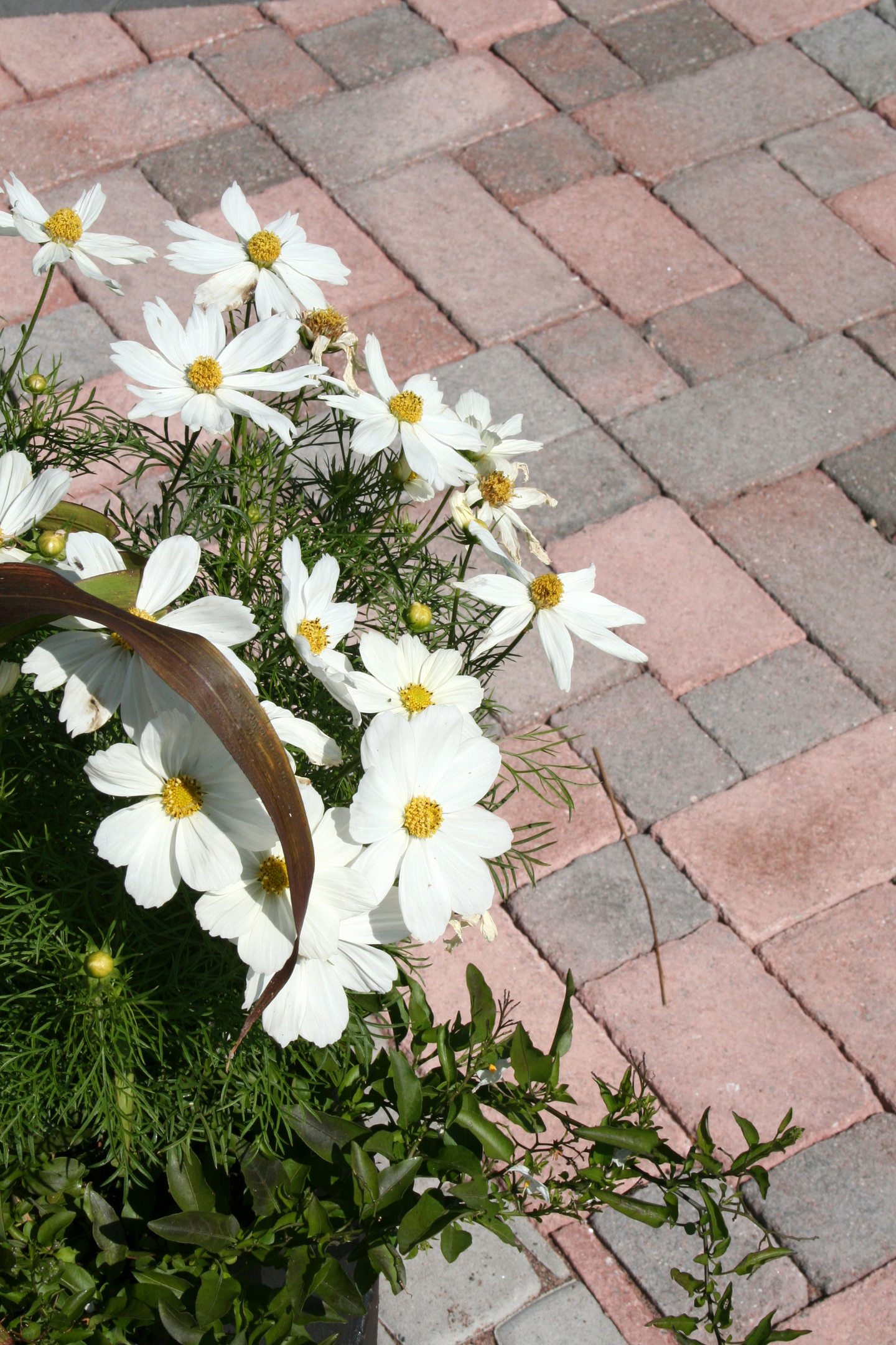 Patinoitu patiokivi HB 210x140x60mm Karelia 9,4m²/lava 1335kg/lava