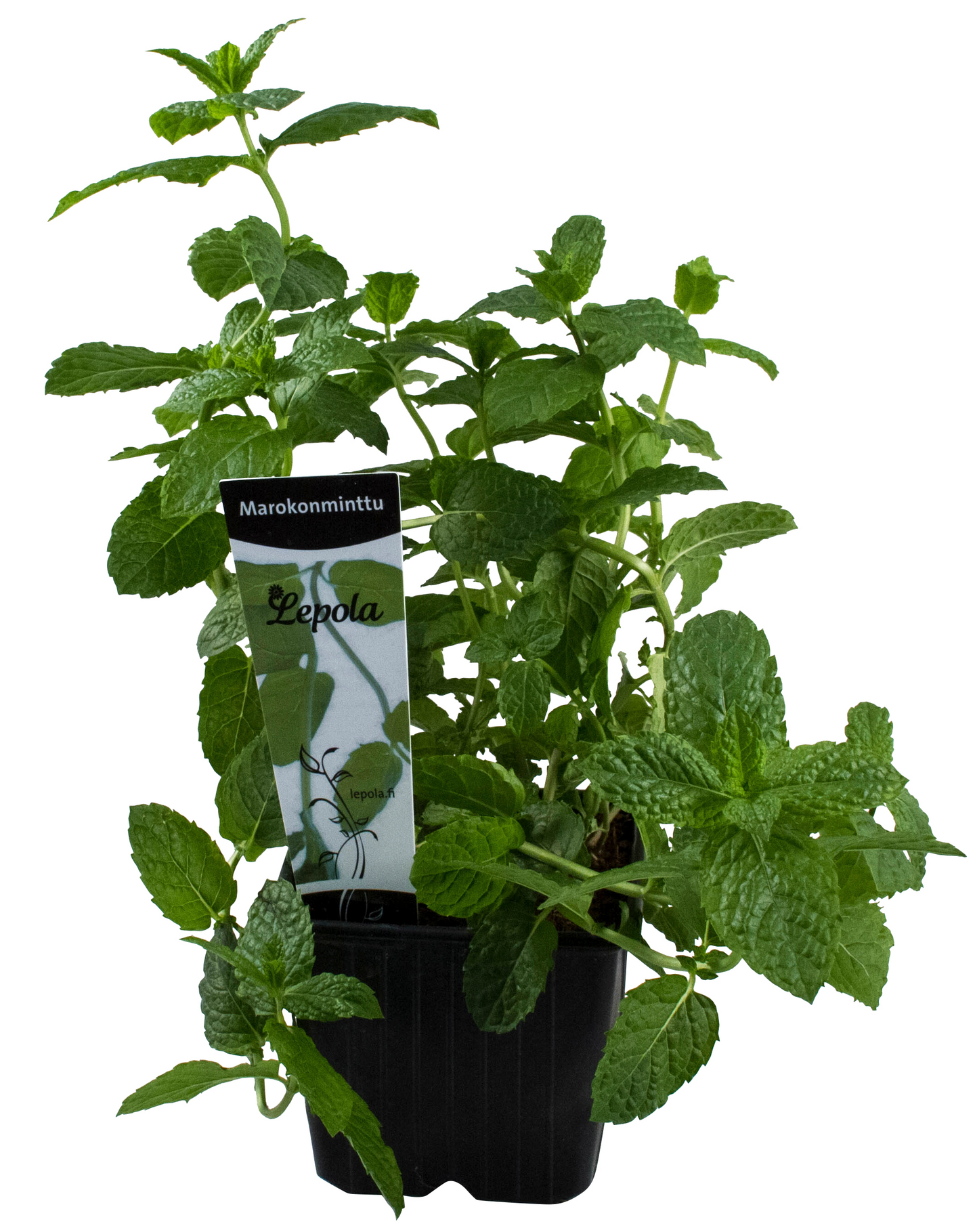 Marokon minttu taimi 9cm ruukku