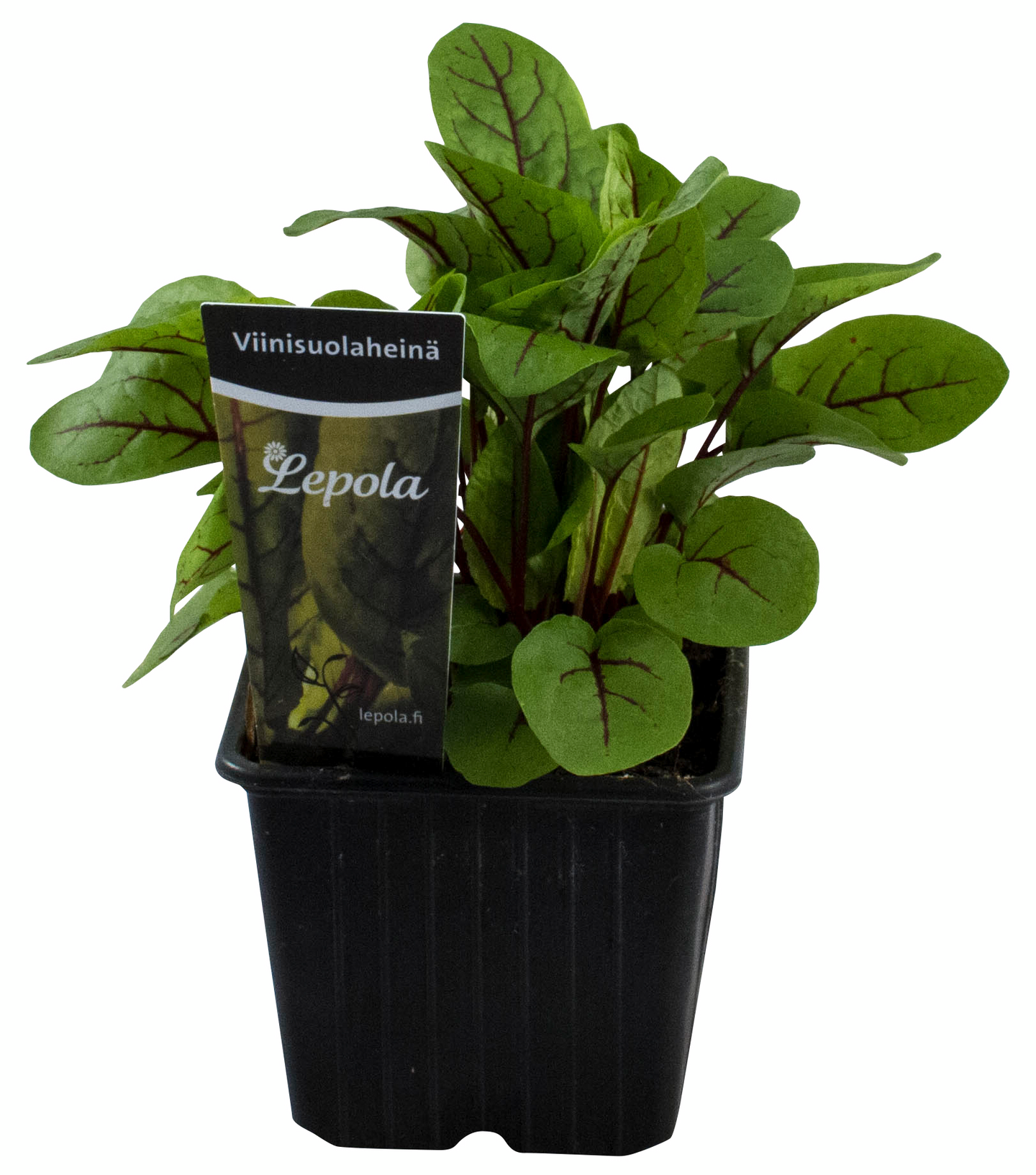 Viinisuolaheinä taimi 9cm ruukku