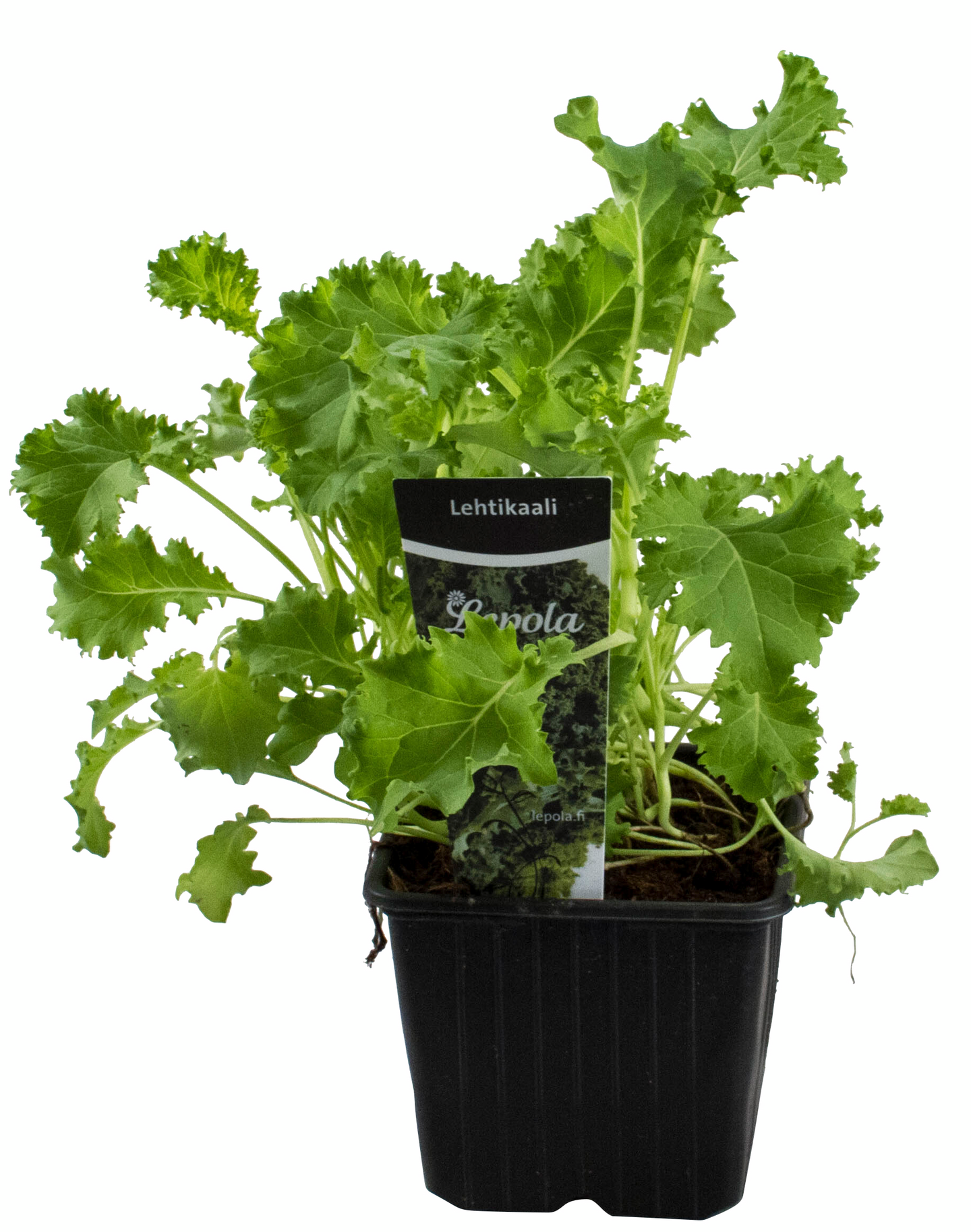 Lehtikaali taimi 9cm ruukku