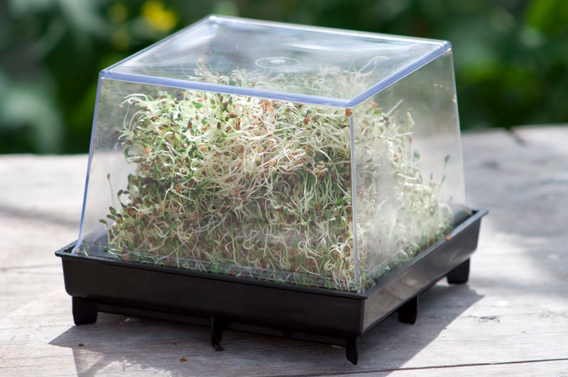 Idätyslaatikko Nelson Garden