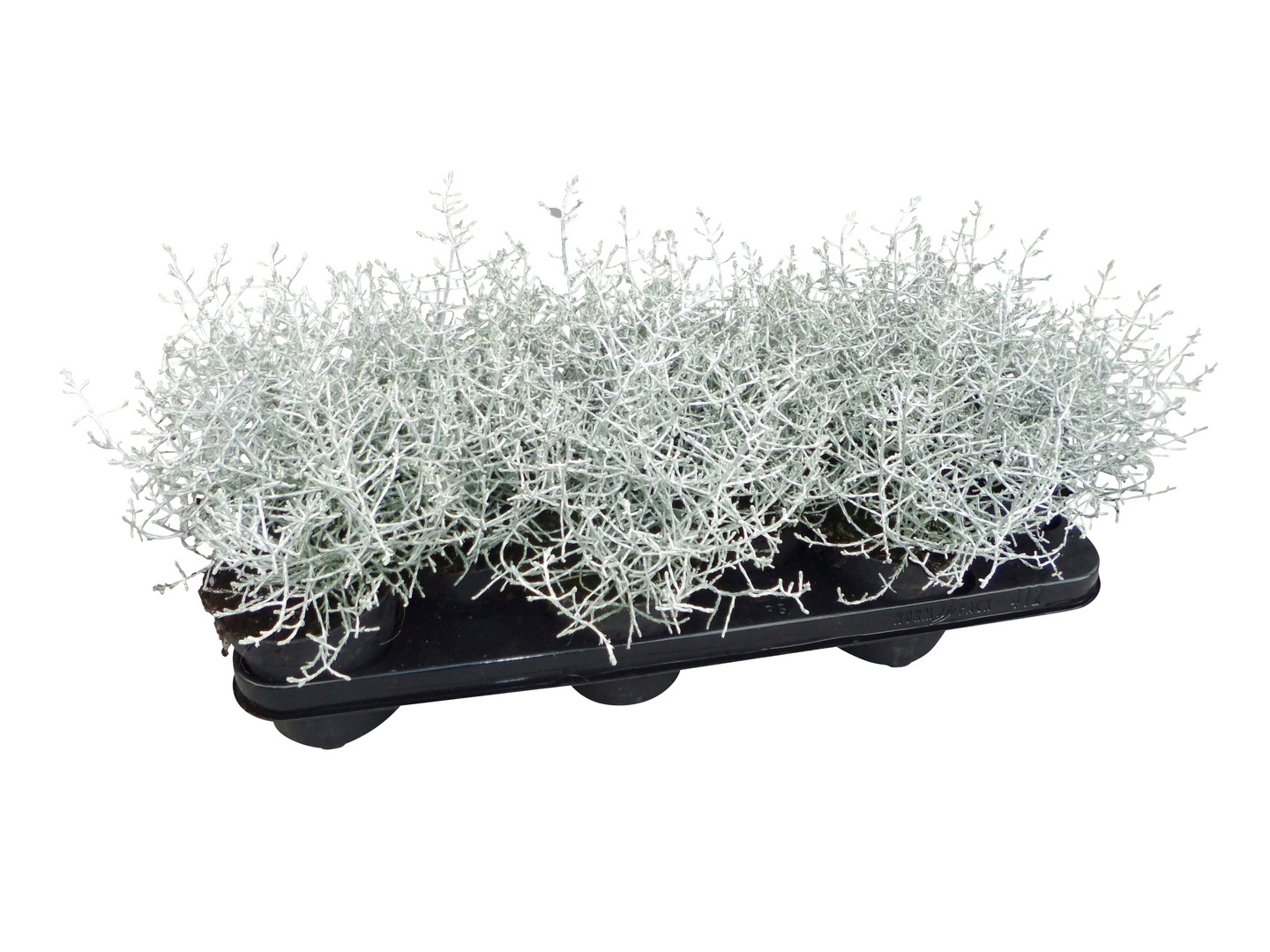 Hopealanka Calocephalus brownii 10,5cm ruukku