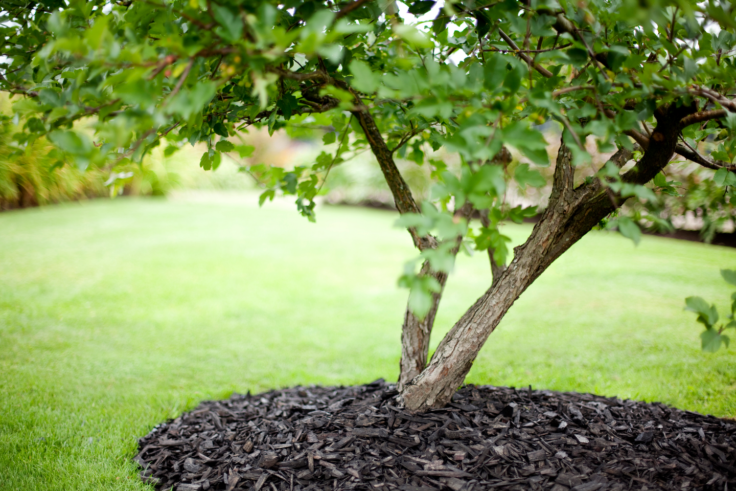 Koristekate Kekkilä hiilenmusta 45l