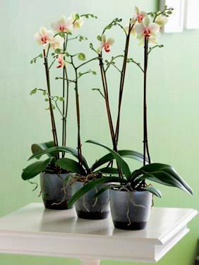 Orkidearuukku Elho Brussels 16cm läpikuultava