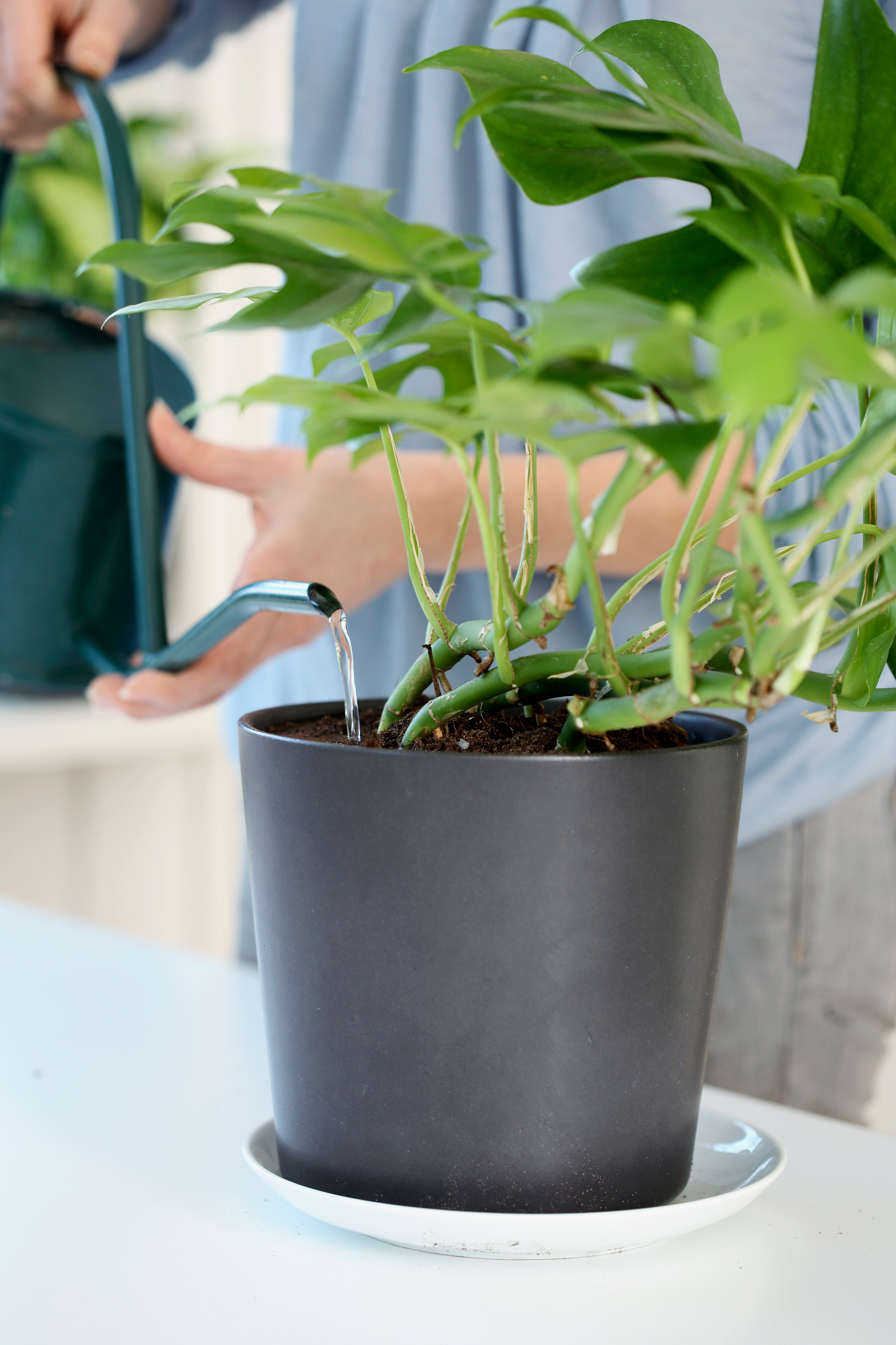 Viherkasvimulta Kekkilä 30l