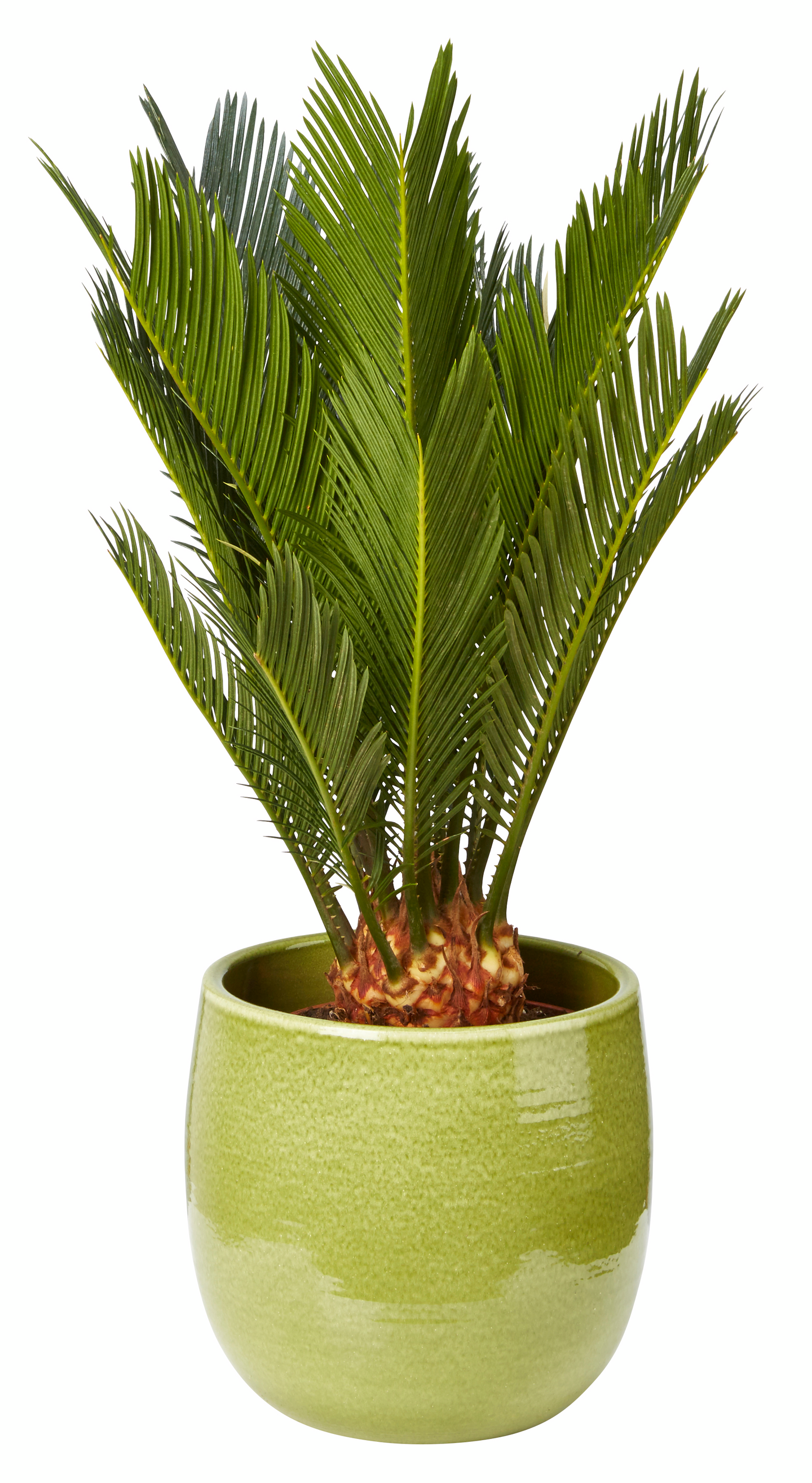 Käpypalmu cycas revoluta 14cm ruukku