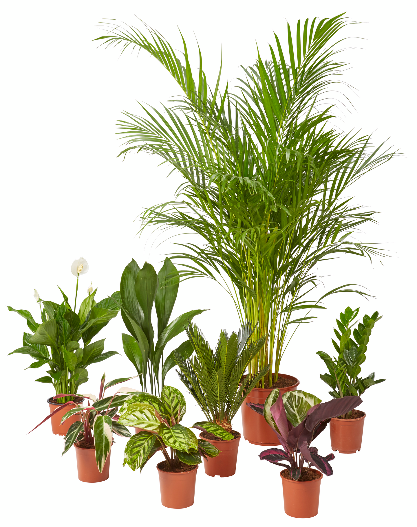 Käpypalmu cycas revoluta 14cm ruukku