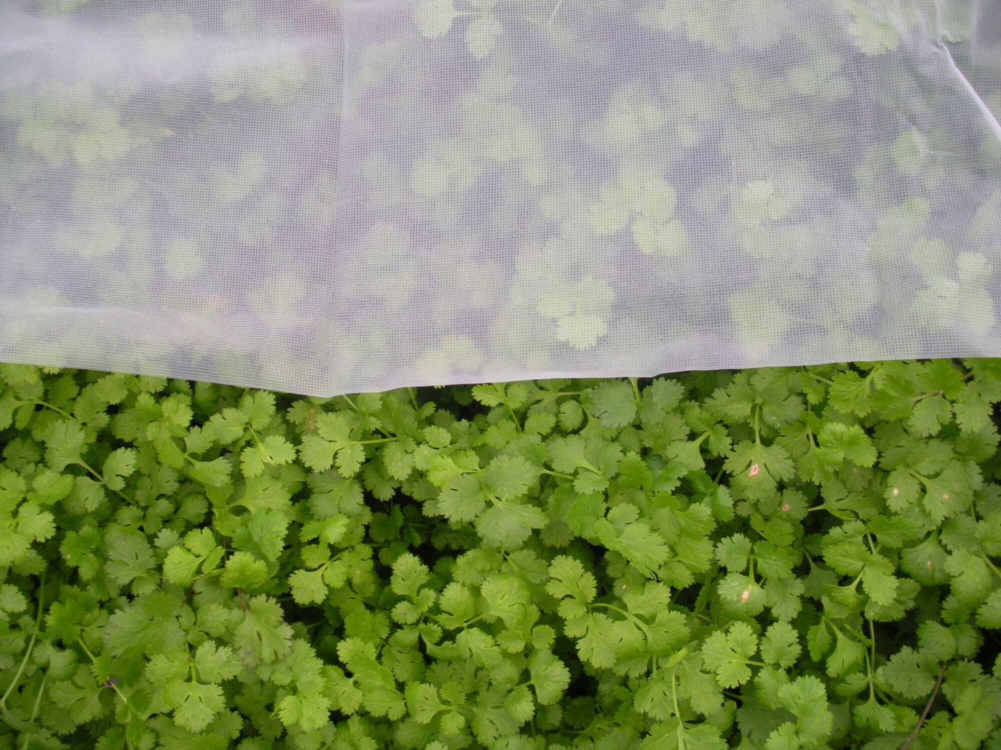 Tuhohyönteisverkko Tarha 7m² 1,4x5m