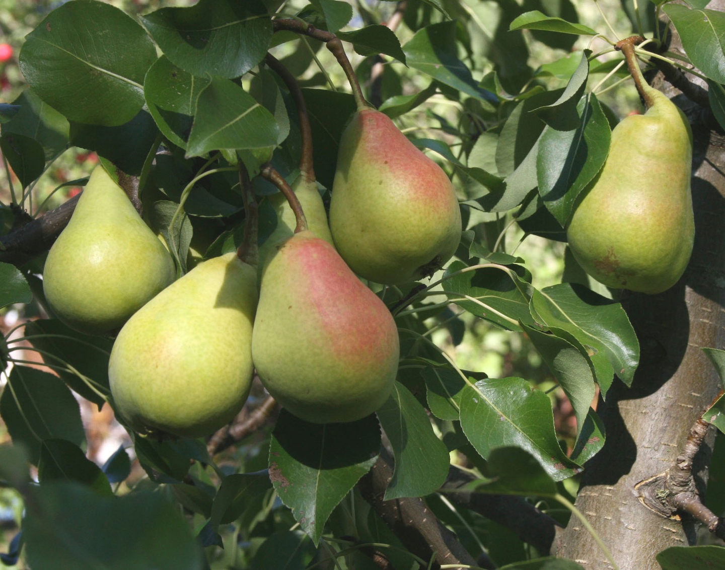 Päärynäpuu Pyrus communis Pepi 7,5l astia