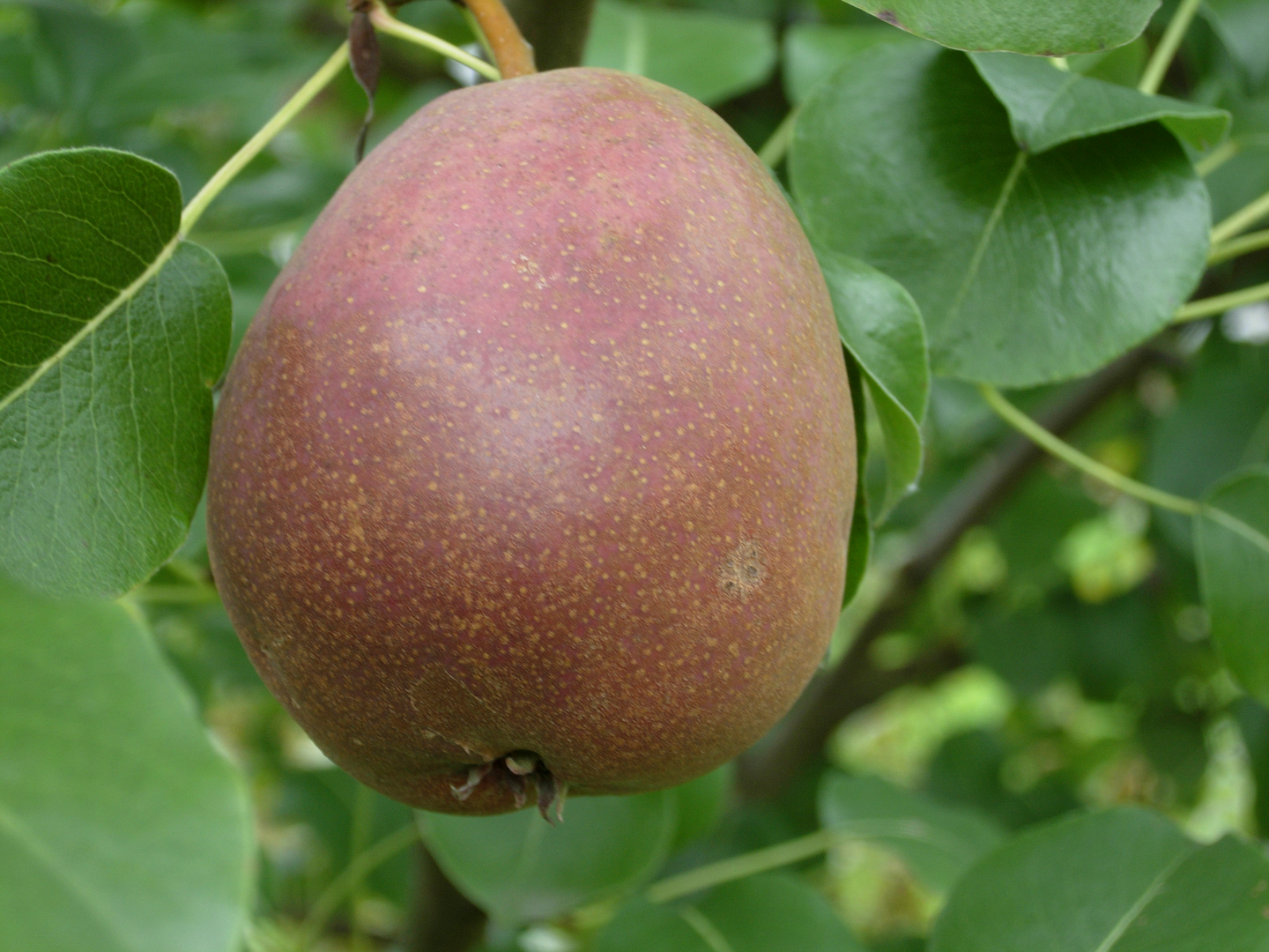 Päärynäpuu Pyrus communis Pepi 7,5l astia