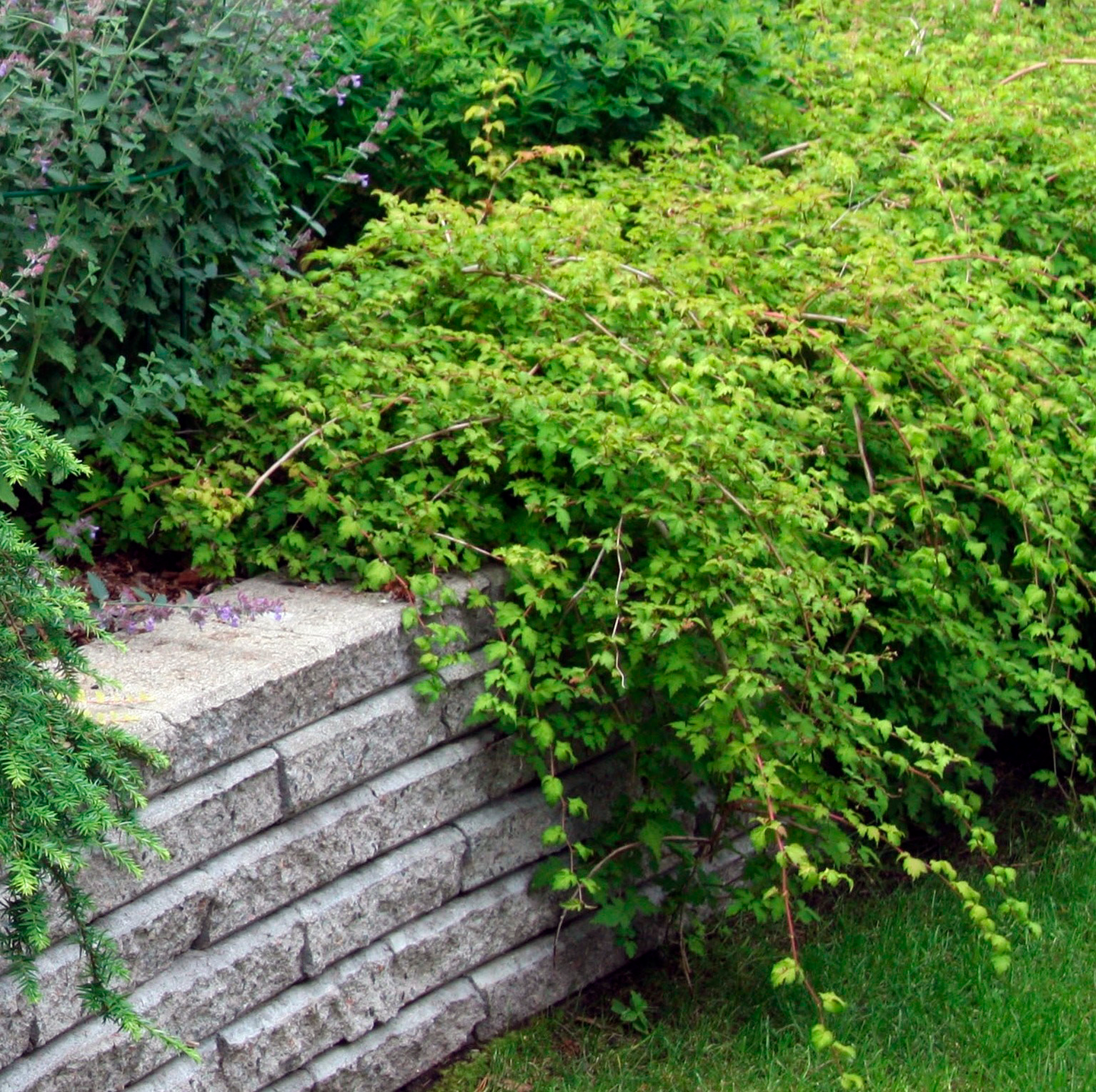 Seppelvarpu Stephanandra incisa Crispa 3l astia