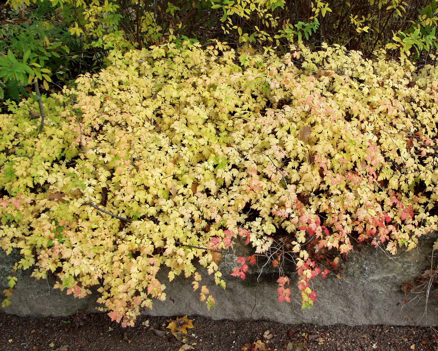 Seppelvarpu Stephanandra incisa Crispa 3l astia