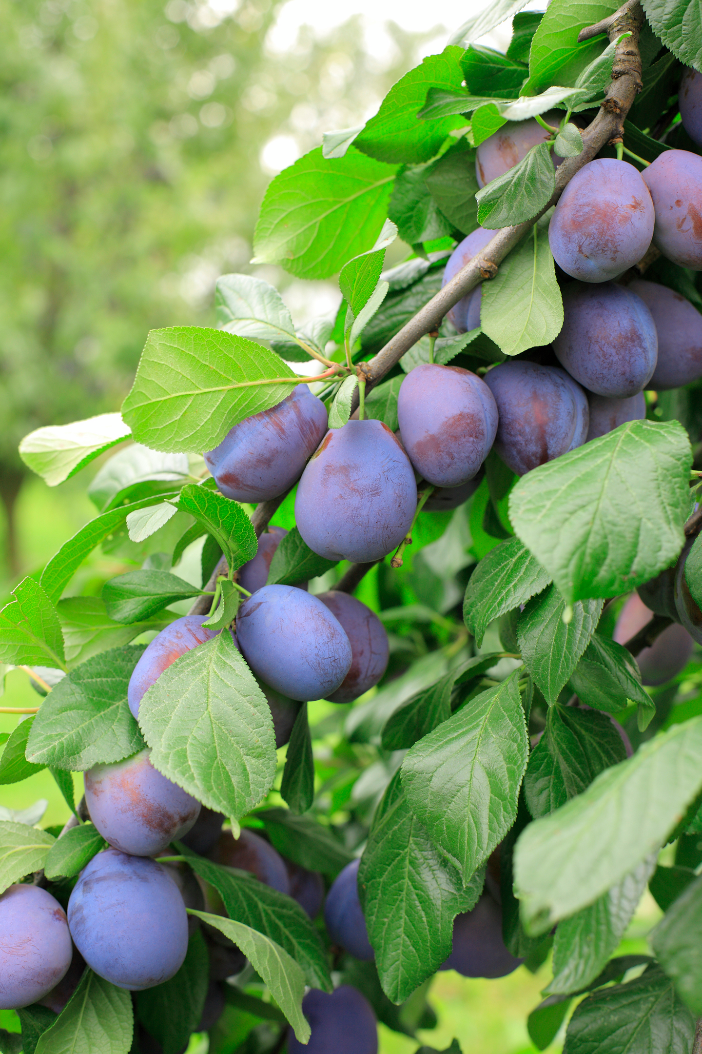 Luumupuu Prunus domestica sinikka - K-Rauta