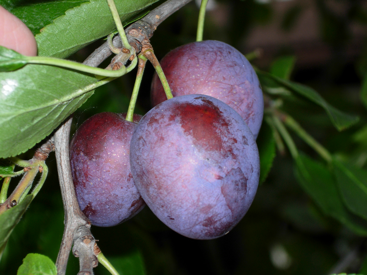 Luumupuu Prunus domestica Sinikka 7,5l astia