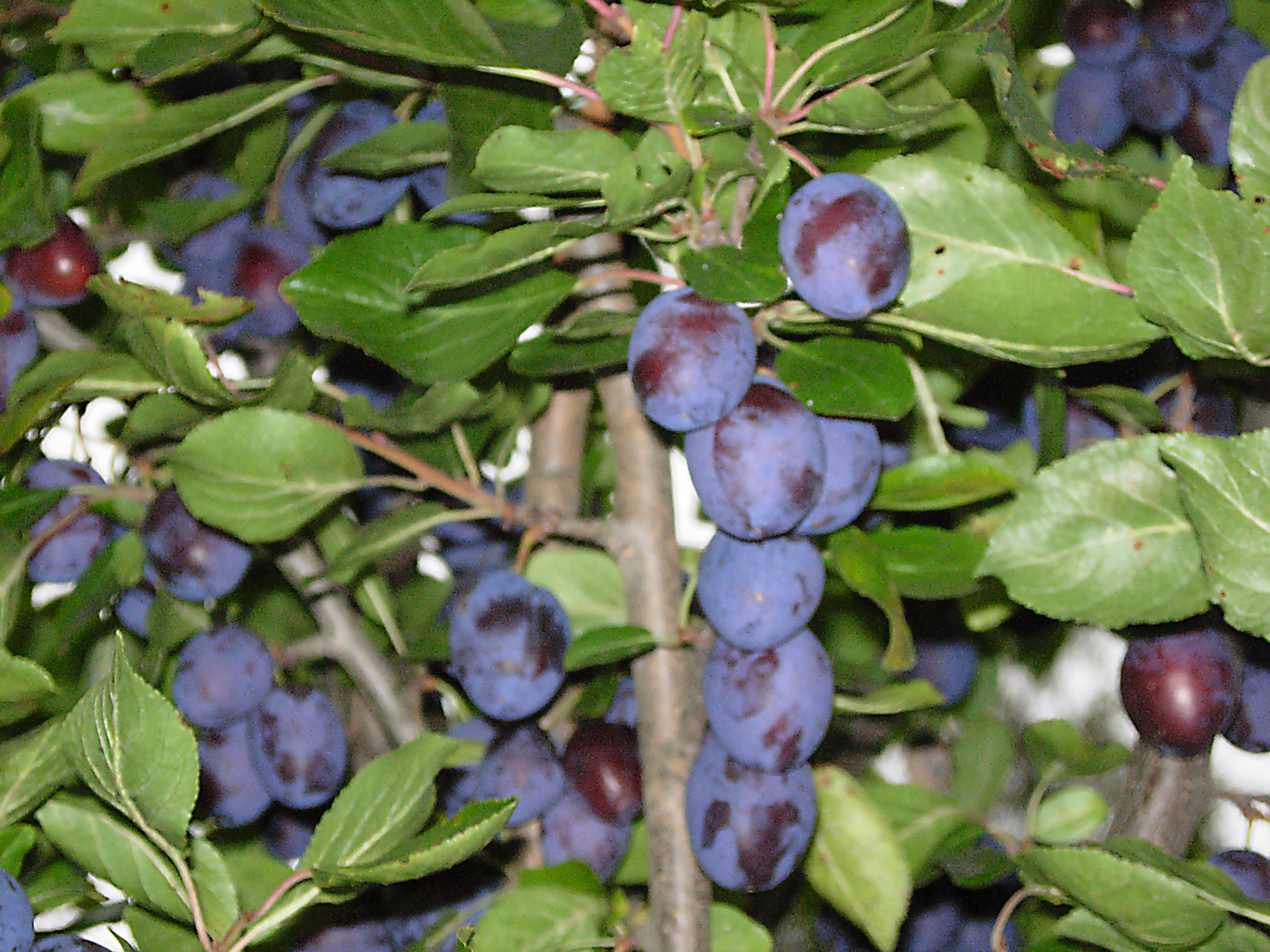 Luumupuu Prunus domestica Sinikka 7,5l astia