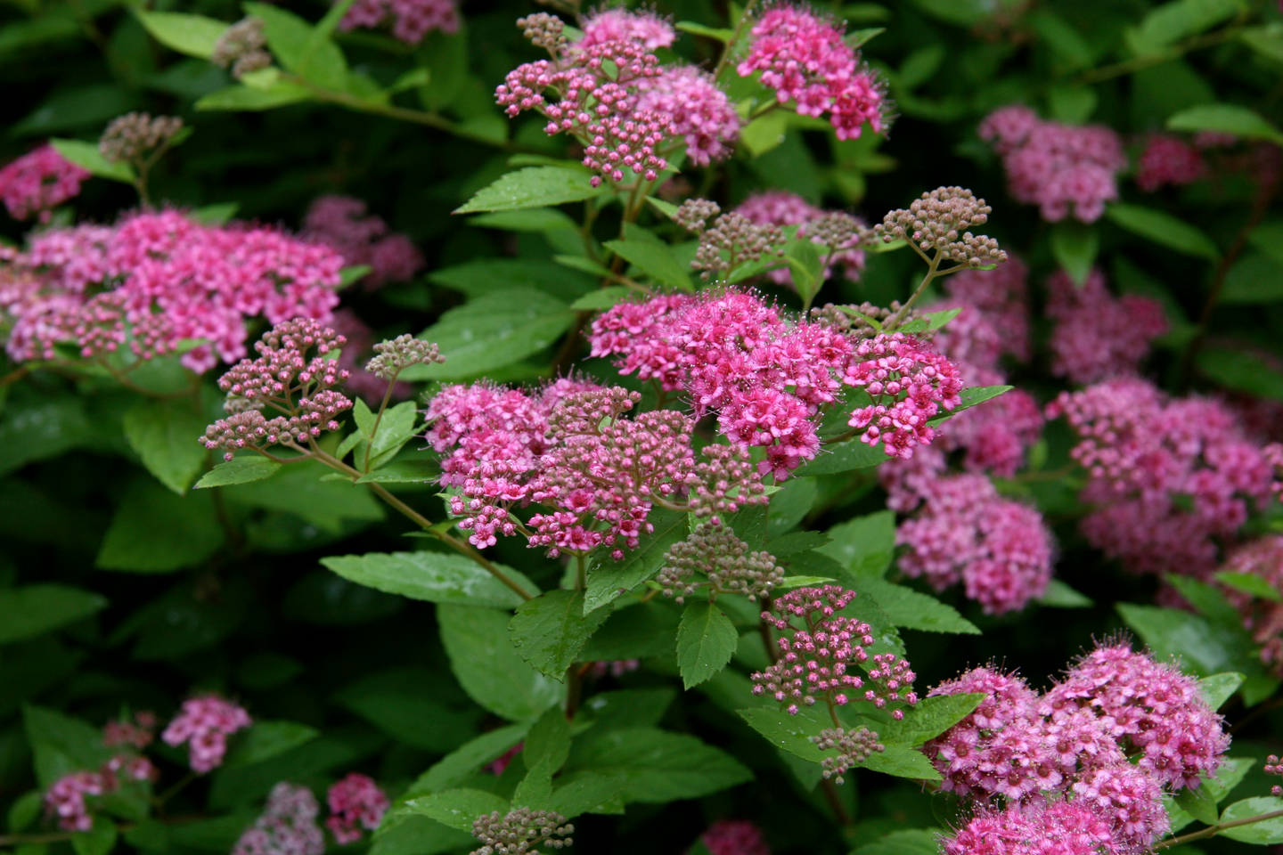 Keijuangervo Spiraea japoni Little Princess 3l astia