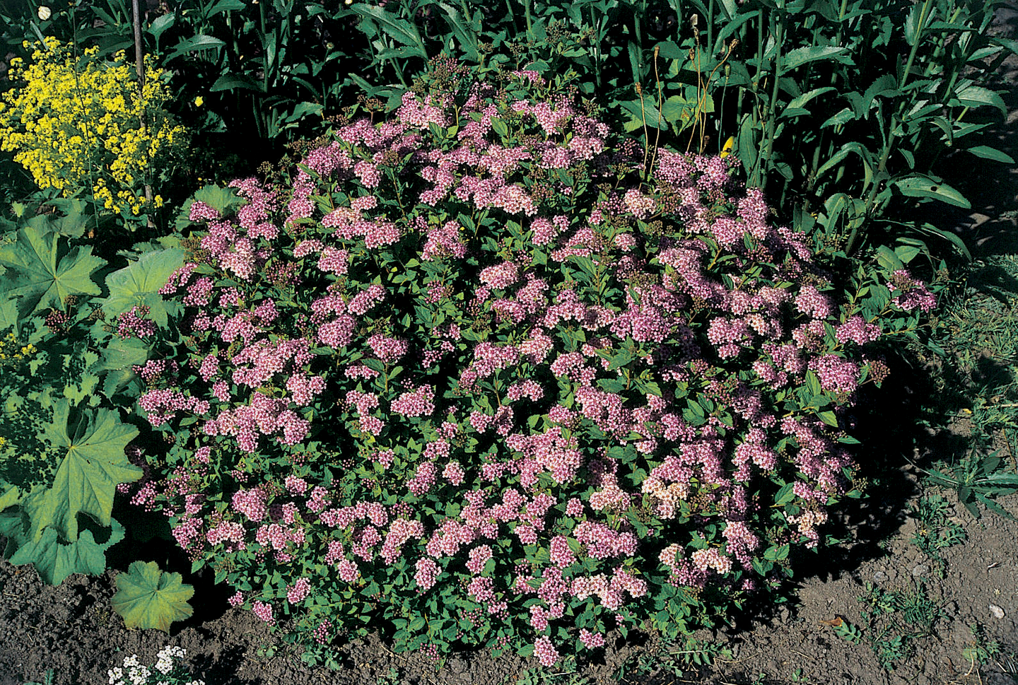 Keijuangervo Spiraea japoni Little Princess 3l astia
