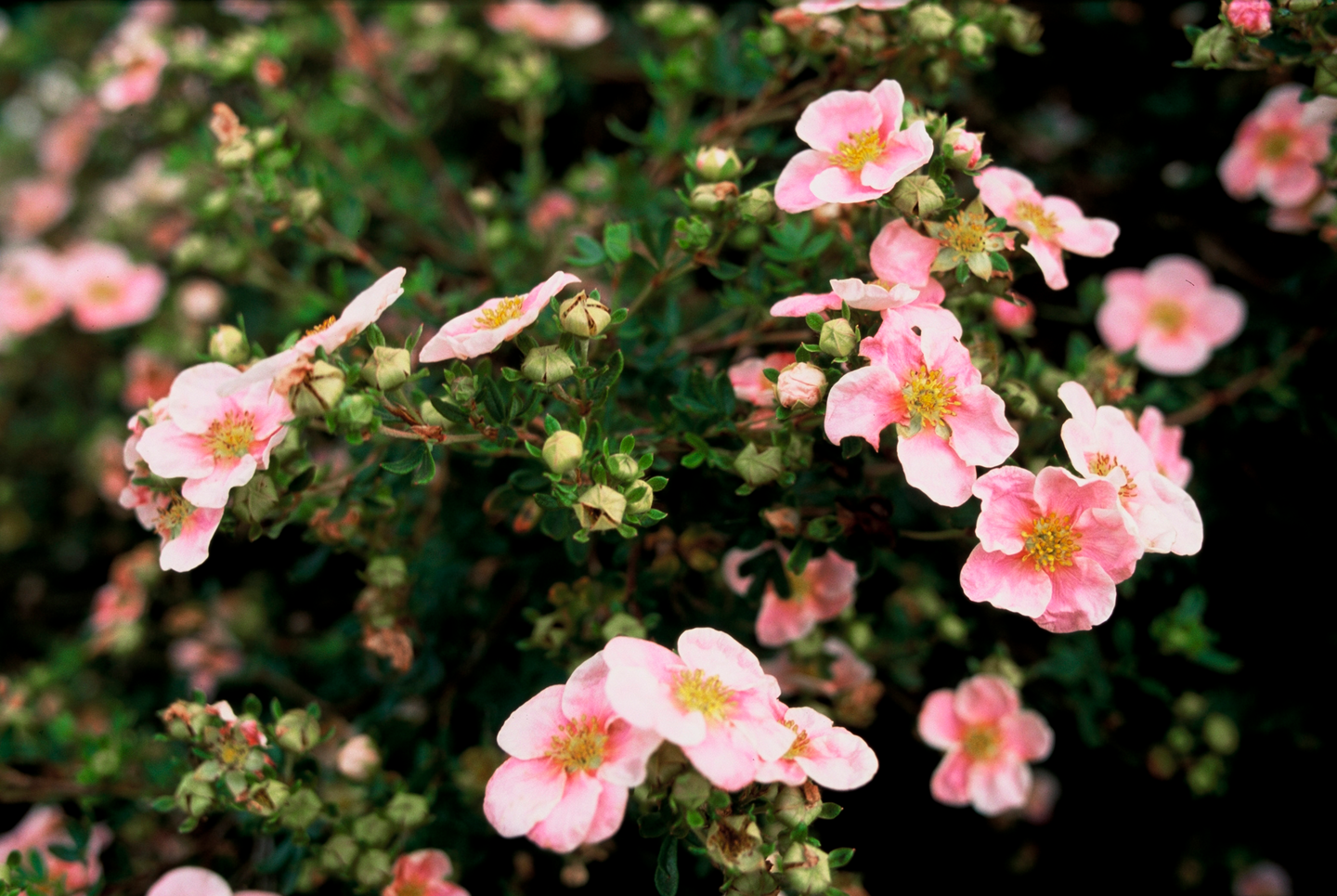 Pensashanhikki Dasiphora fr. Lovely Pink 3l astia