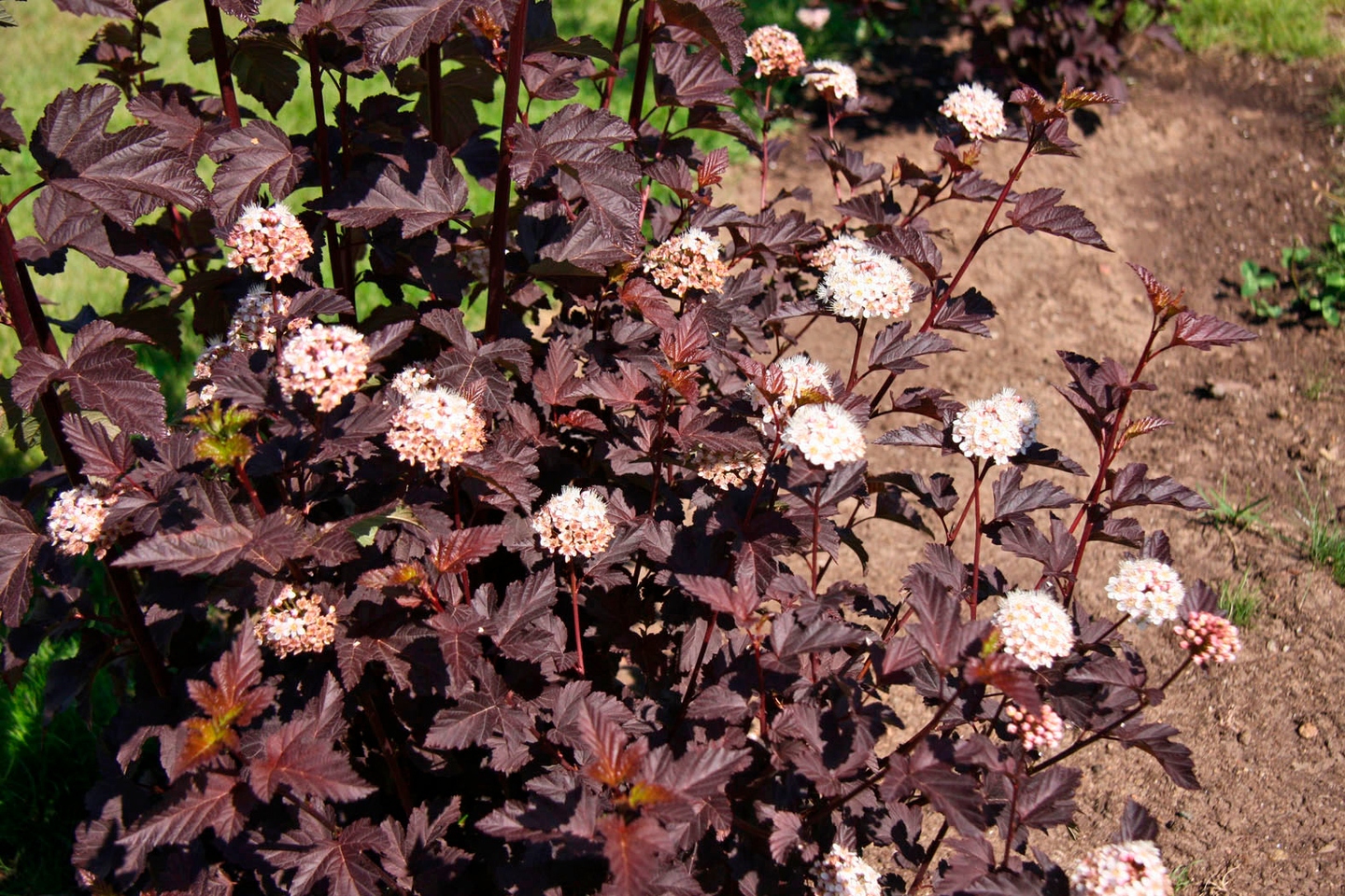Purppuraheisiangervo Physocarpus opulif. Diabolo 3l astia