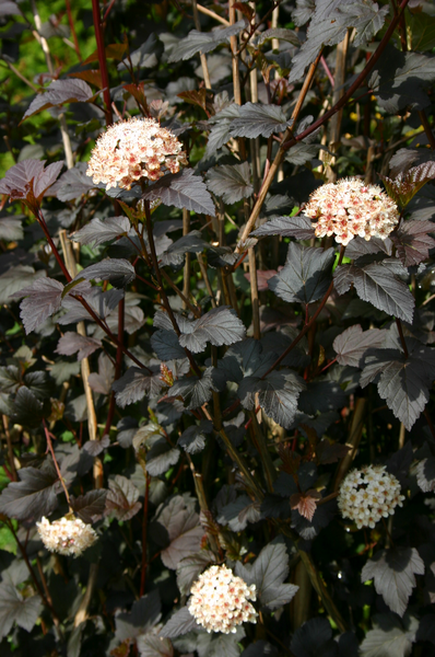 Purppuraheisiangervo Physocarpus opulif. Diabolo 3l astia