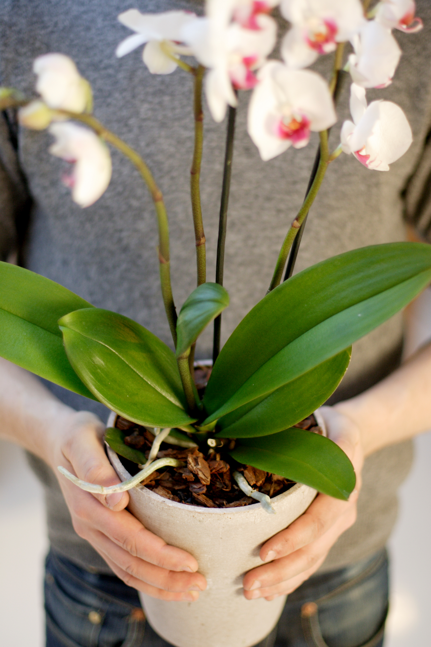 Orkideamulta Kekkilä 6l