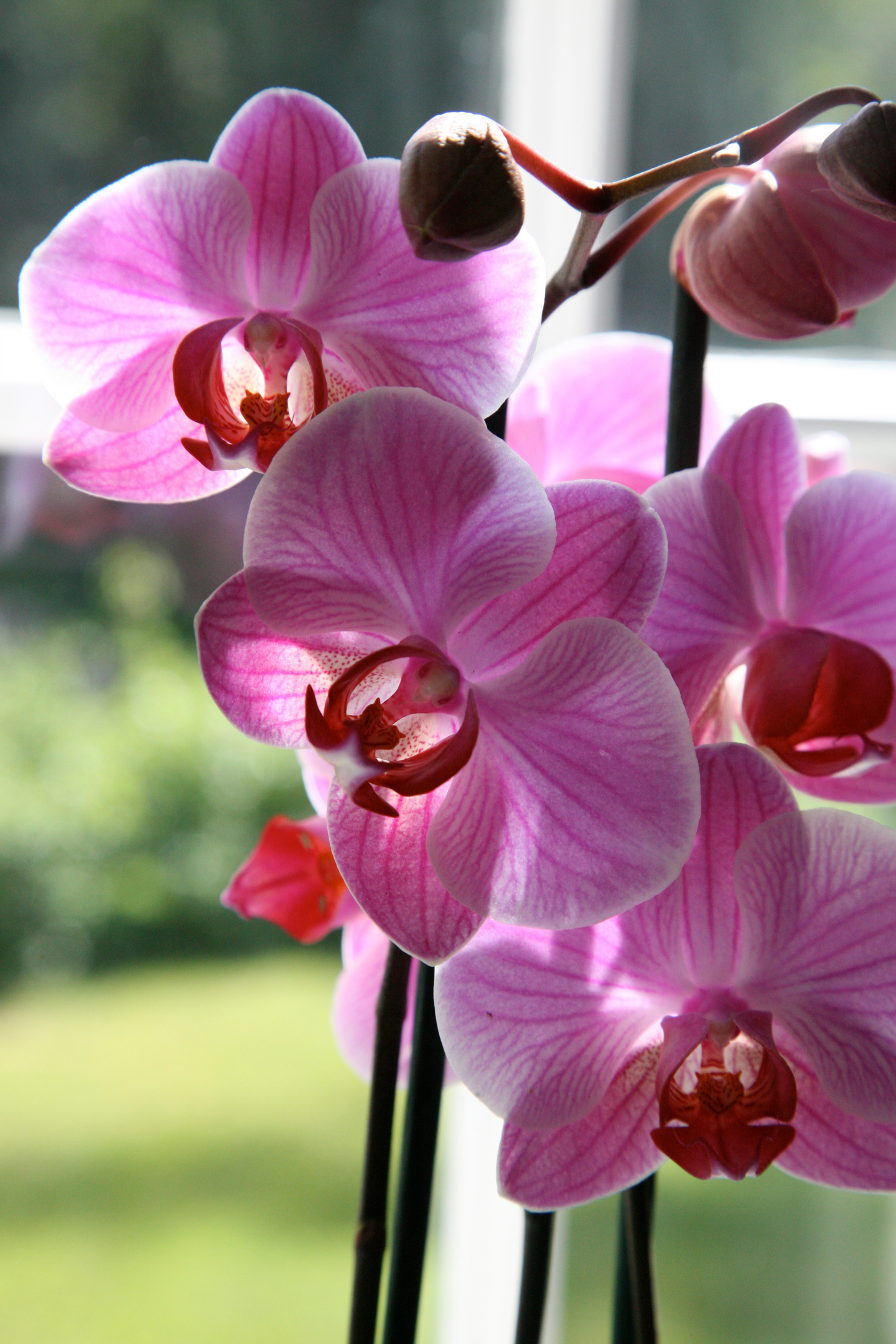 Orkideamulta Kekkilä 6l